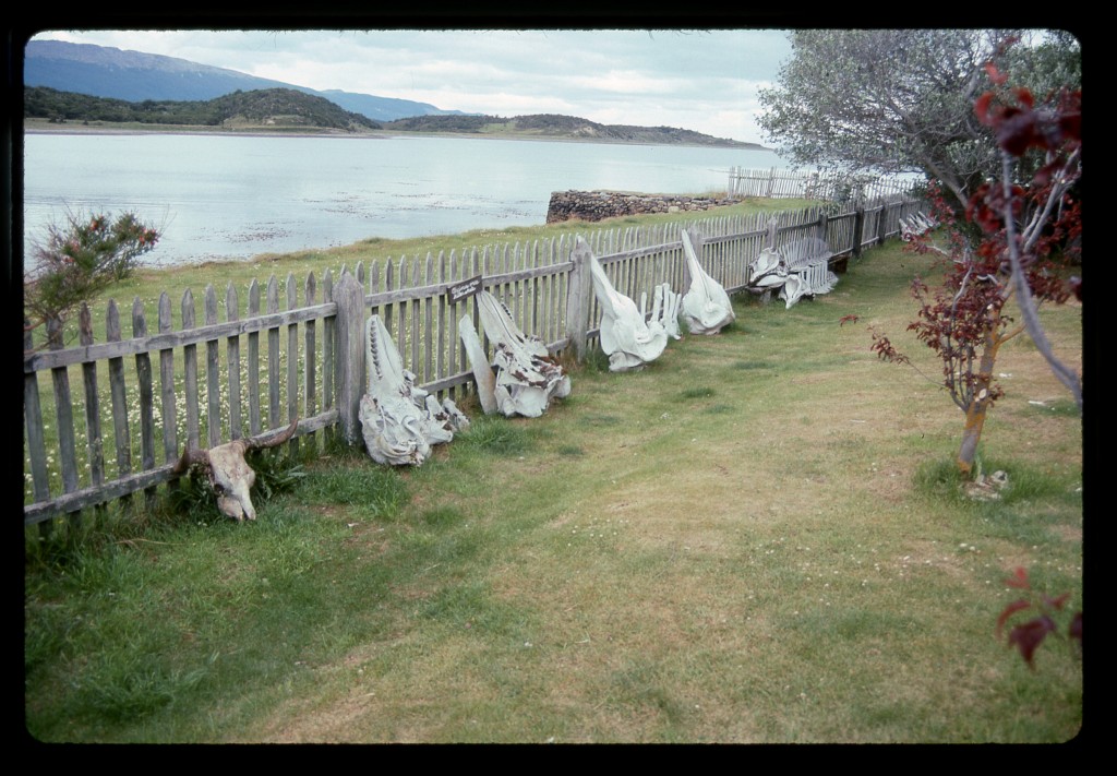 Old whale skulls at Harberton