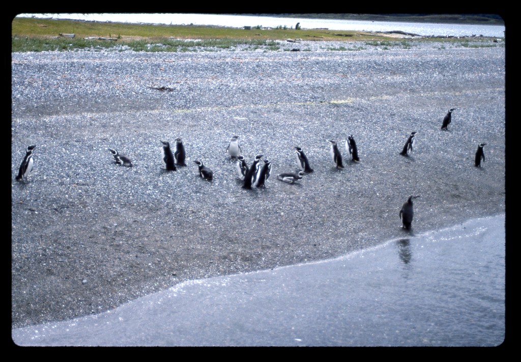 Magellanic penguins