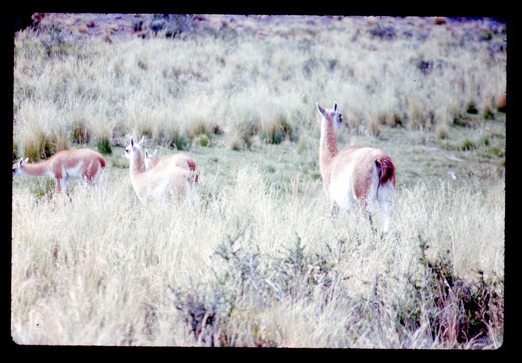 Guanacos