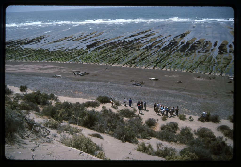 Sea elephants at Punta Norte