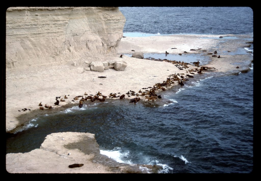 The sea lion colony