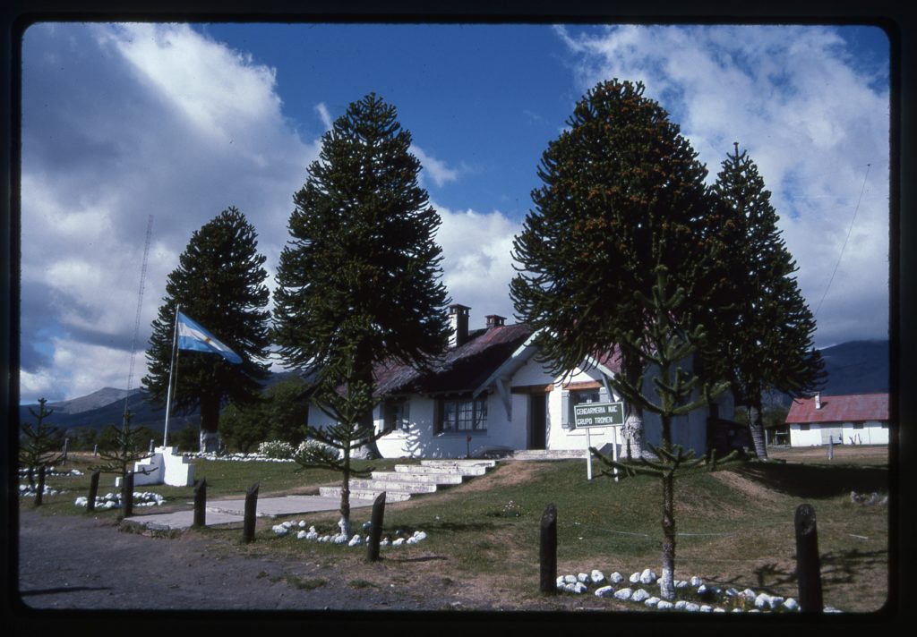 Monkey puzzle trees at Tromen, Argentina