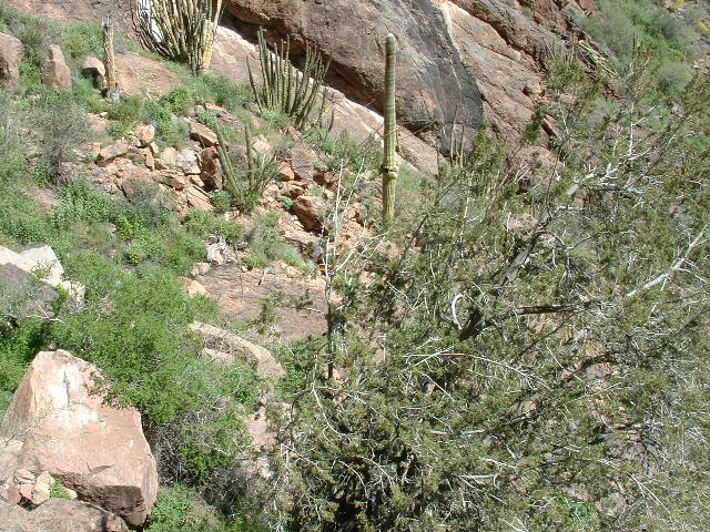 Interesting vegetation