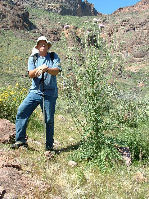 Andy and the thistle
