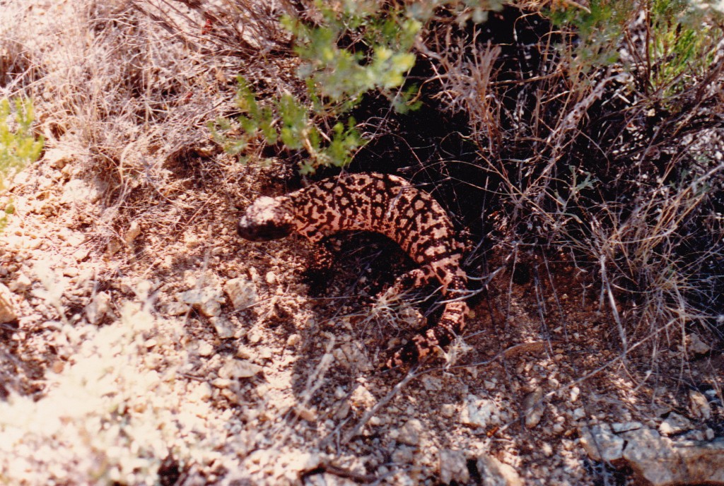 My first Gila monster of the day.