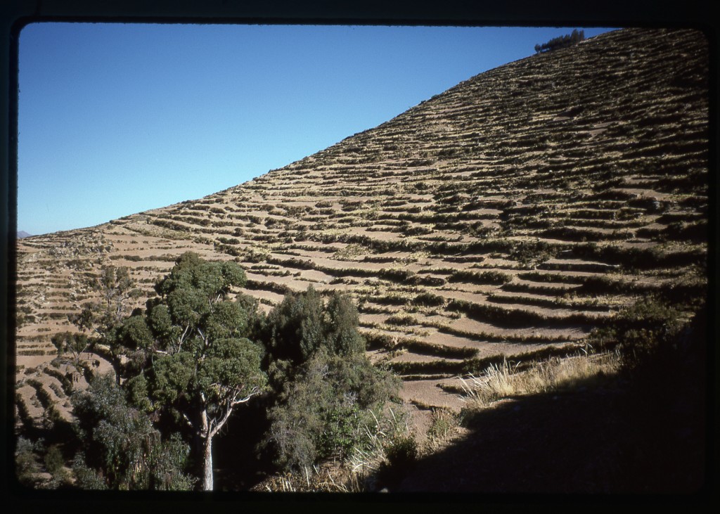 7-3-96 pampas on Isla del Sol #2