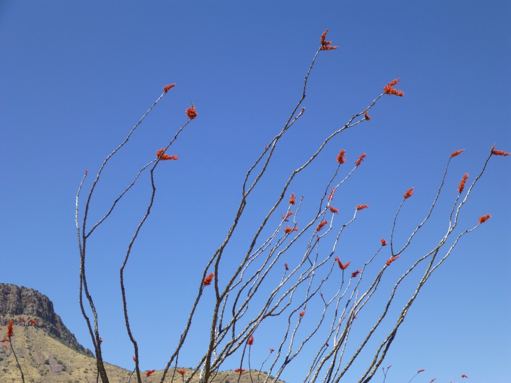 Ocotillo in bloom