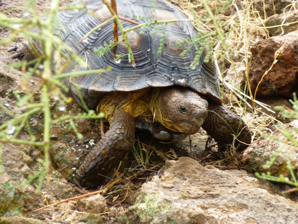 The young desert tortoise on the summit of Peak 2660