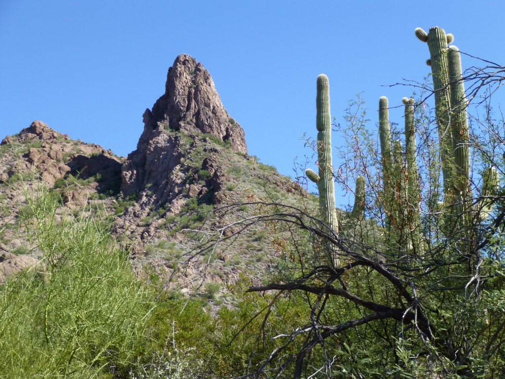 Ajo Peak, seen from the wash. Our route went up the right skyline.