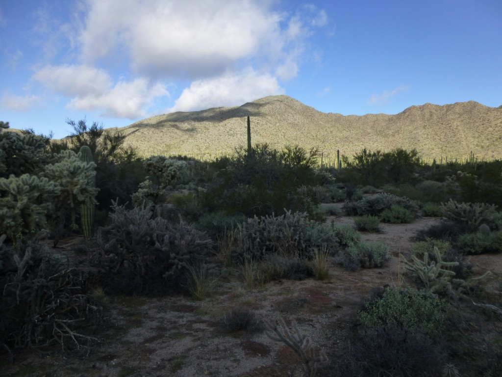 The south side of Javelina Mountain