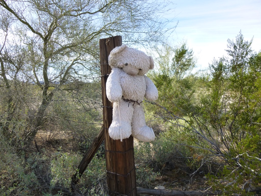 Teddy at the gate