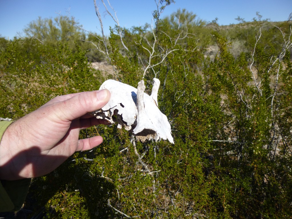 The mysterious skull