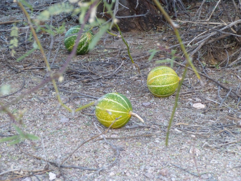 Gourds, each about 4" acriss