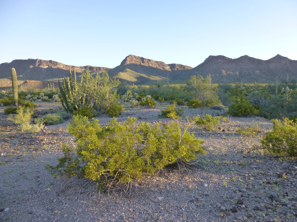 Looking north across the desert to the Growler Mountains