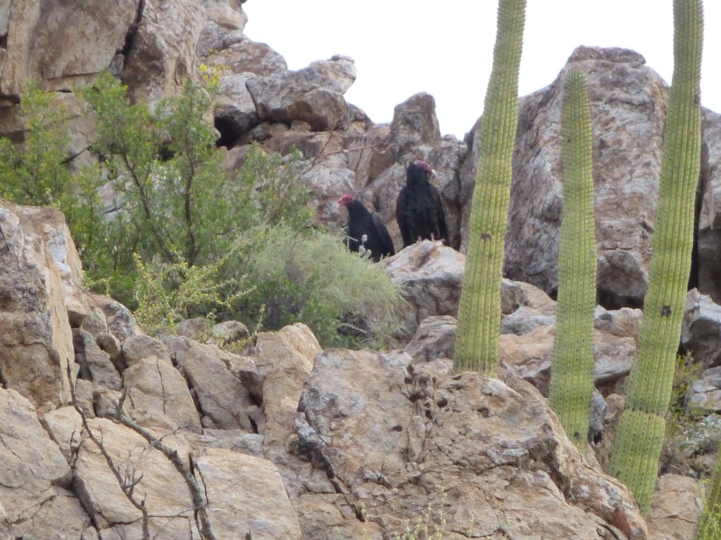 Two turkey vultures at their roosting site.