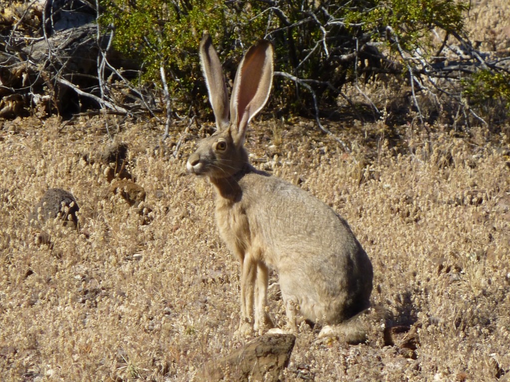 A black-tailed jackrabbit