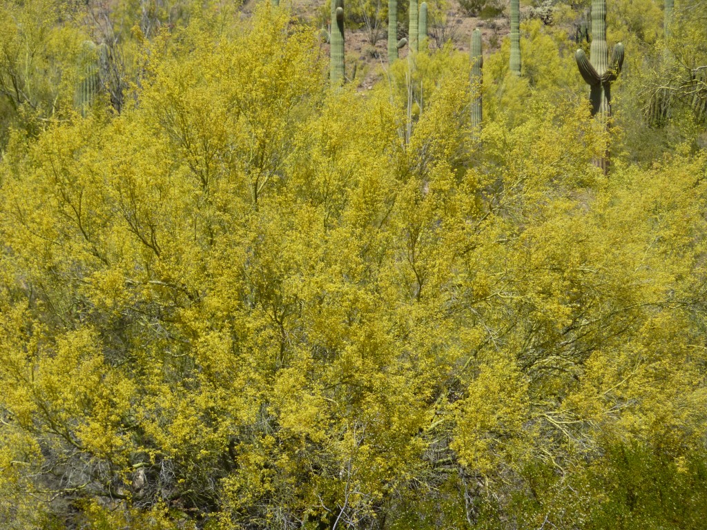 Palo Verde tree in full bloom