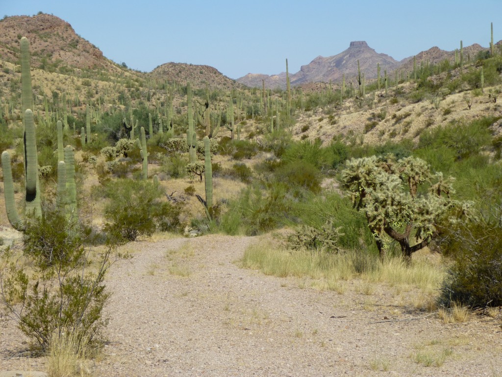 Looking down the hill towards Ryan Canyon