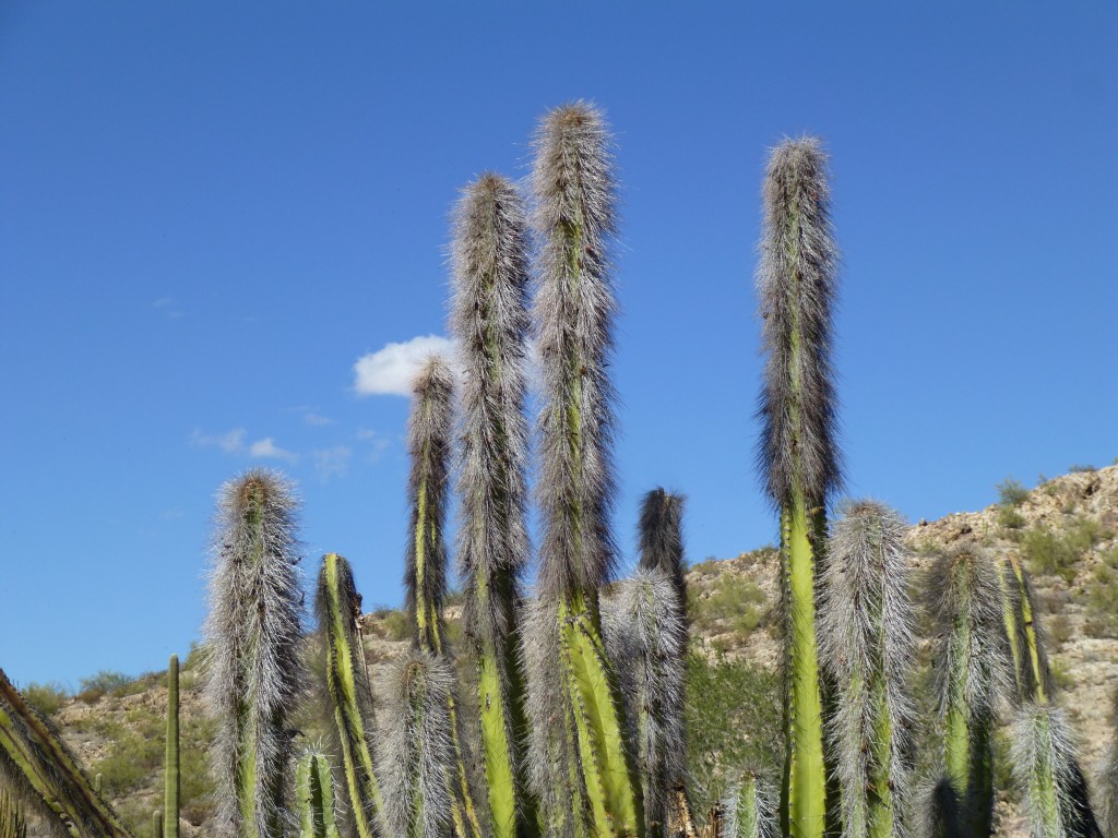 The distinctive tops of the rare Senita cacti