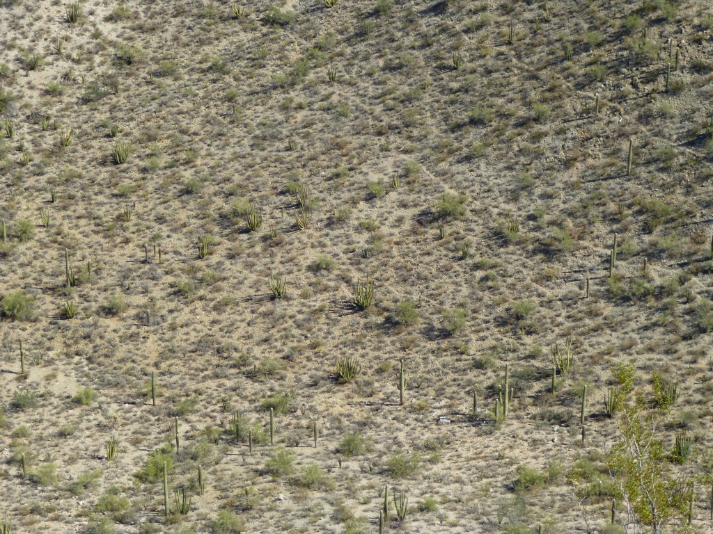 Trails through the desert, between peaks 2410 and 2310