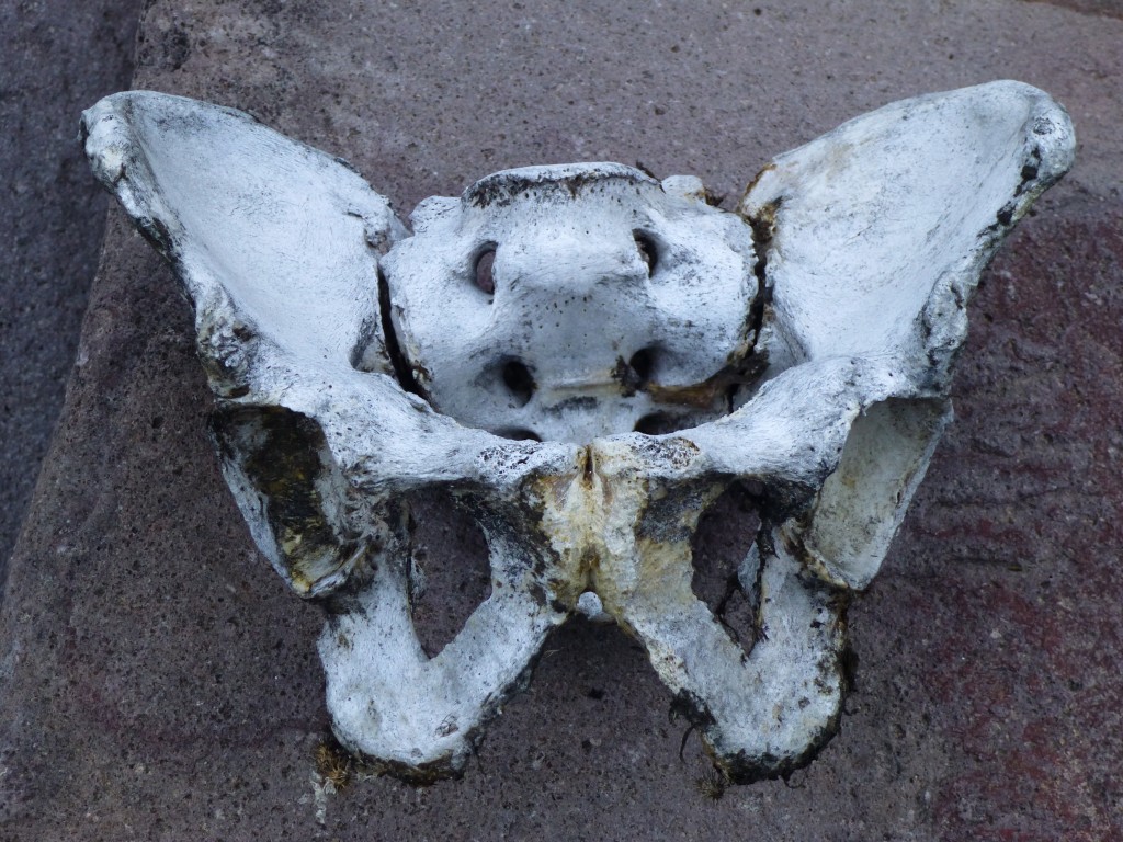 pelvis