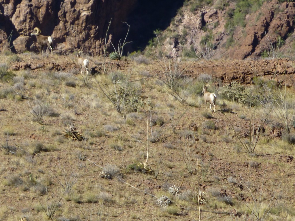 Desert bighorn sheep