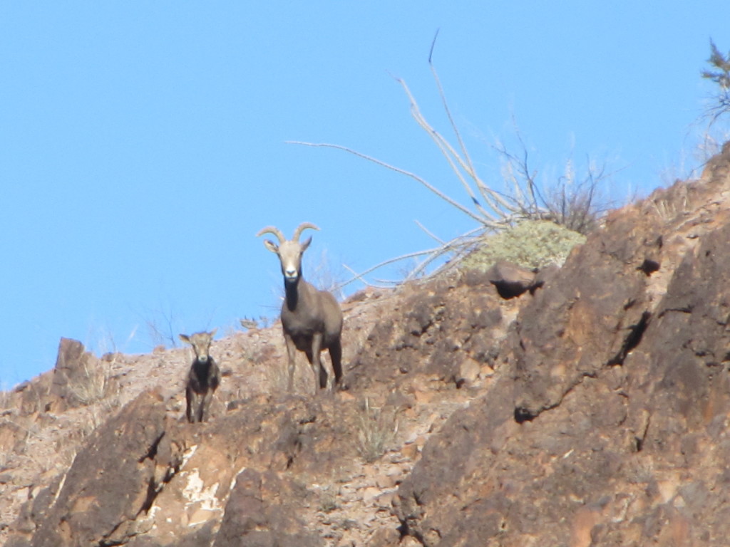 Desert bighorn sheep ewe and lamb