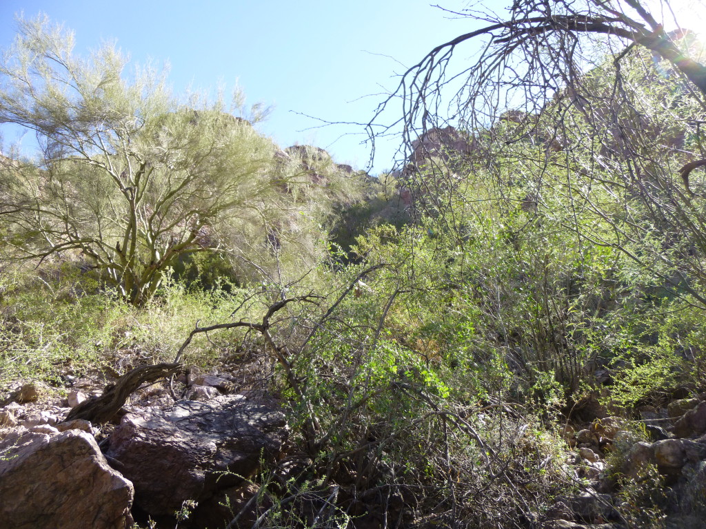 Looking back up the brushy gully