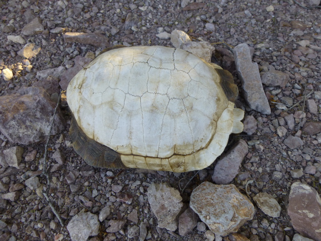 Desert tortoise