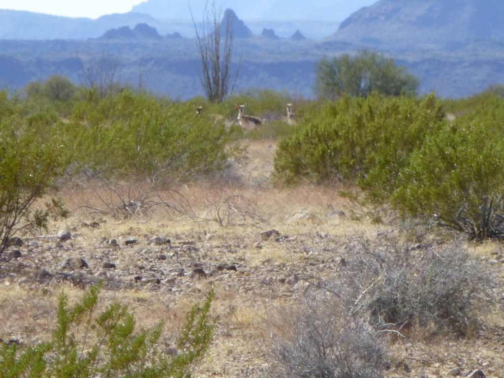Three Sonoran pronghorn antelope