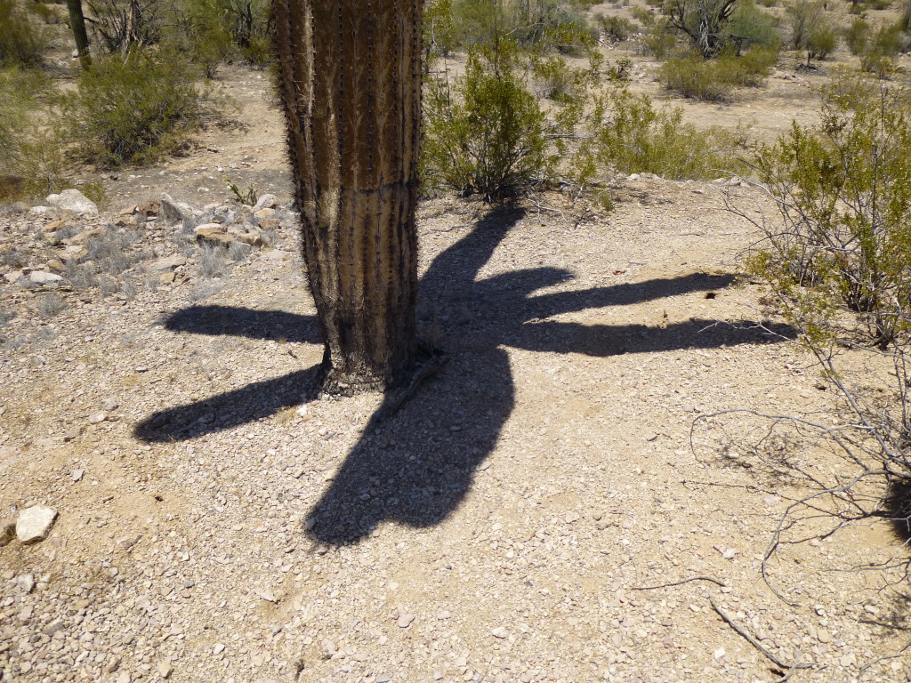 Spider saguaro