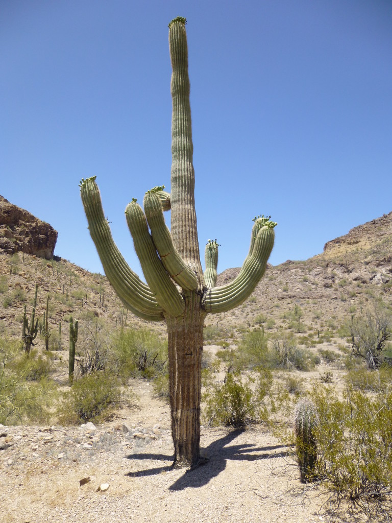 Saguaro