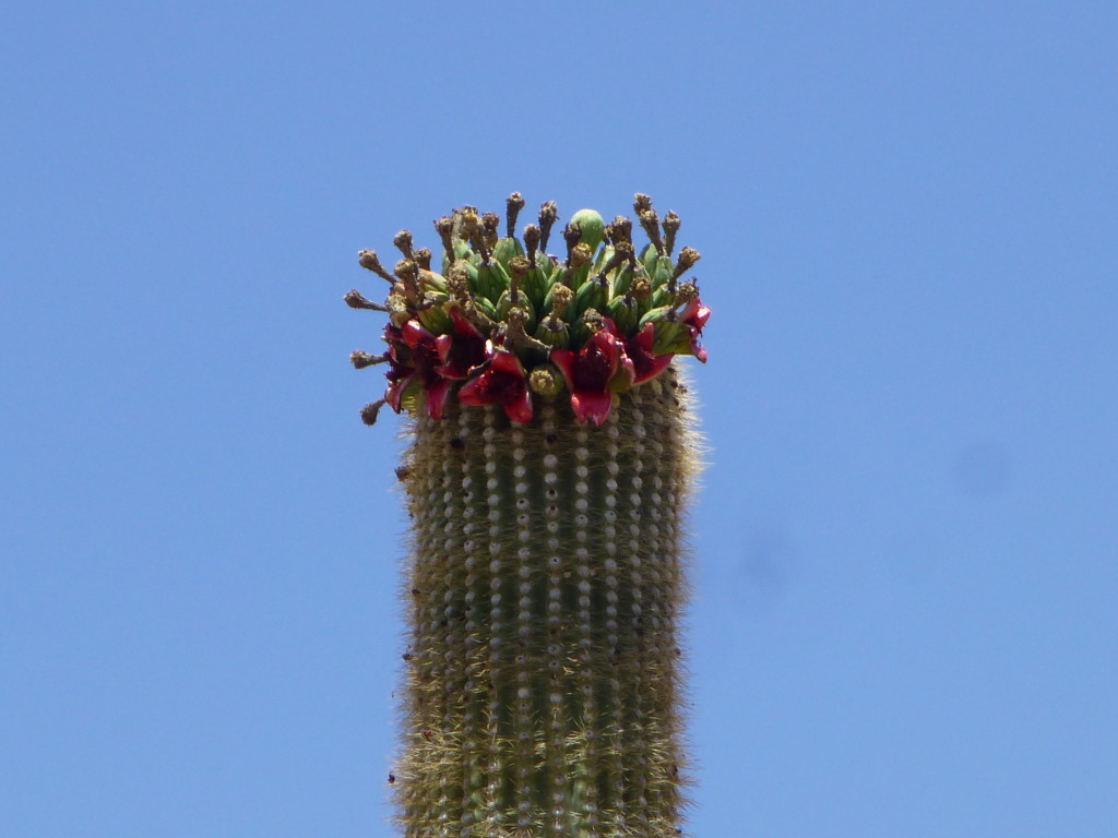 Saguaro fruit