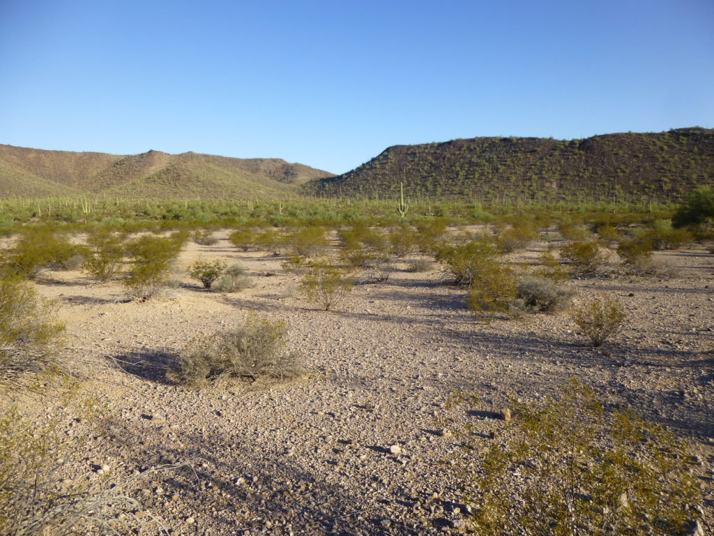 Looking northwest into the heart of Quail