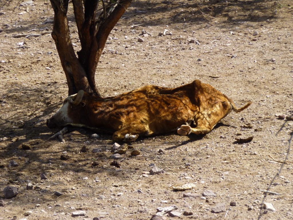 An ex-bovine