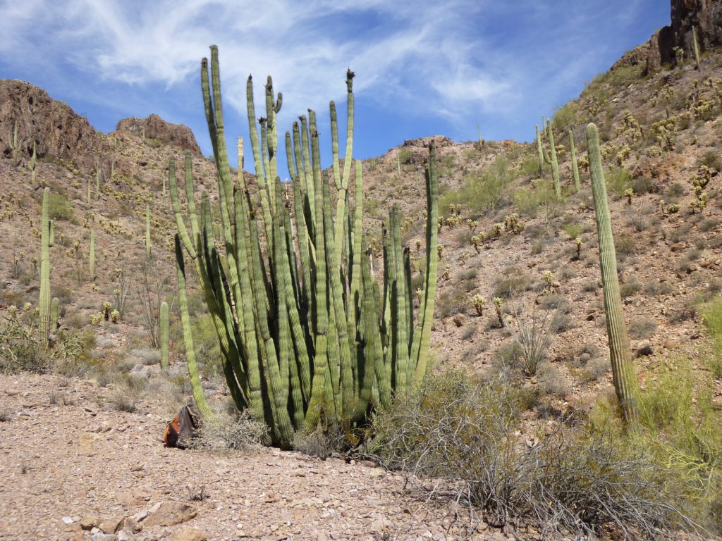 Organ-pipe cactus