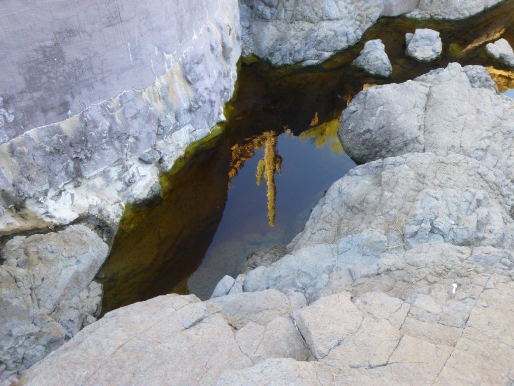 Reflected saguaro