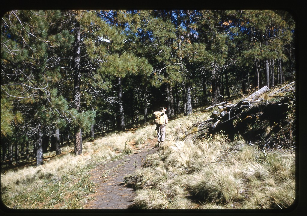 Climbing up through the forest